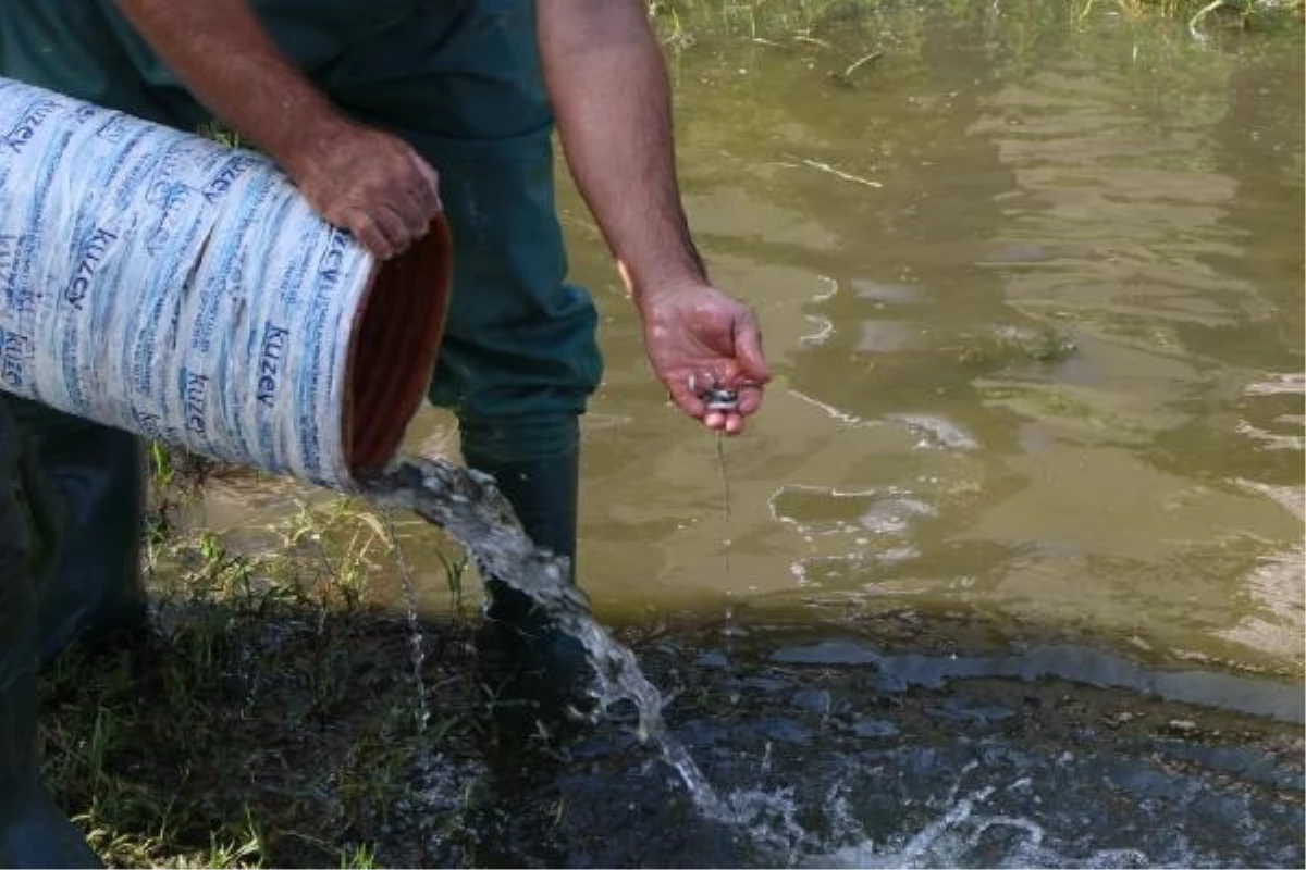 Samsun\'da İç Su Kaynaklarının Balıklandırılması Projesi kapsamında 3 milyon 200 bin yavru sazan bırakıldı