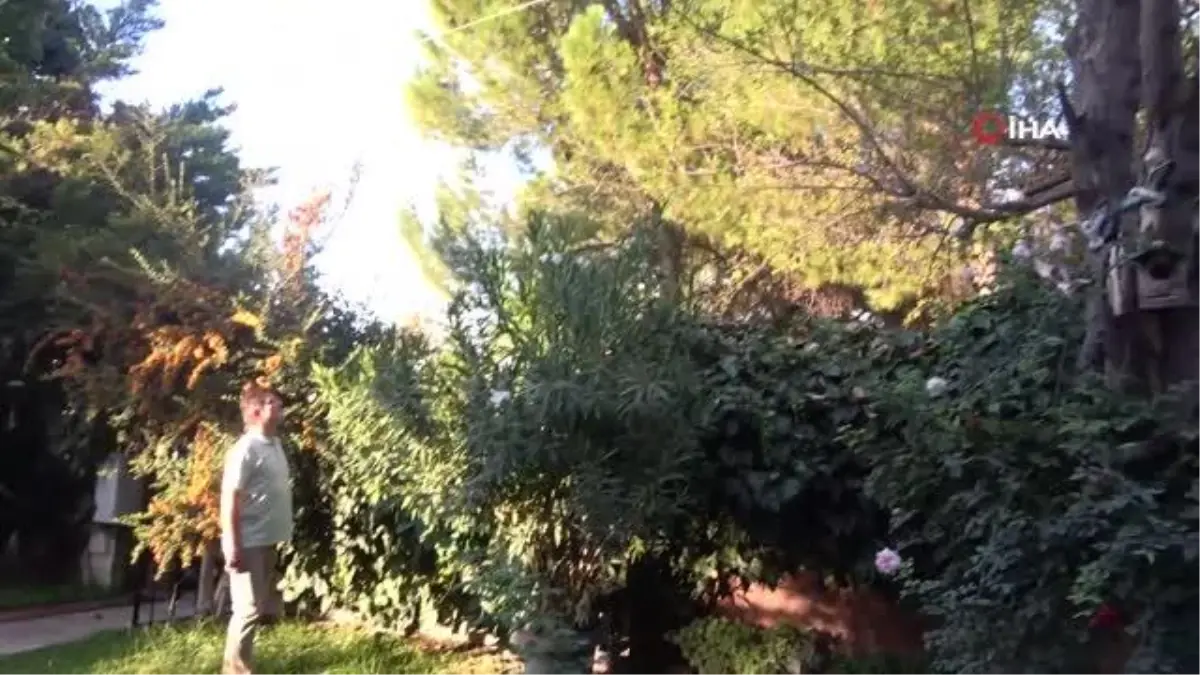 Sonbaharda çiçek açan erik ağacı görenleri hayrete düşürüyor