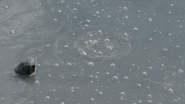 İstanbul'da kimyasal atık paniği: Attığımız çekirdek paramparça oldu