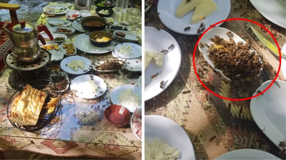 Turistik restoranlara arı kovanı darbesi! Müşteriler ardına bakmadan kaçıyor, esnaf isyanda