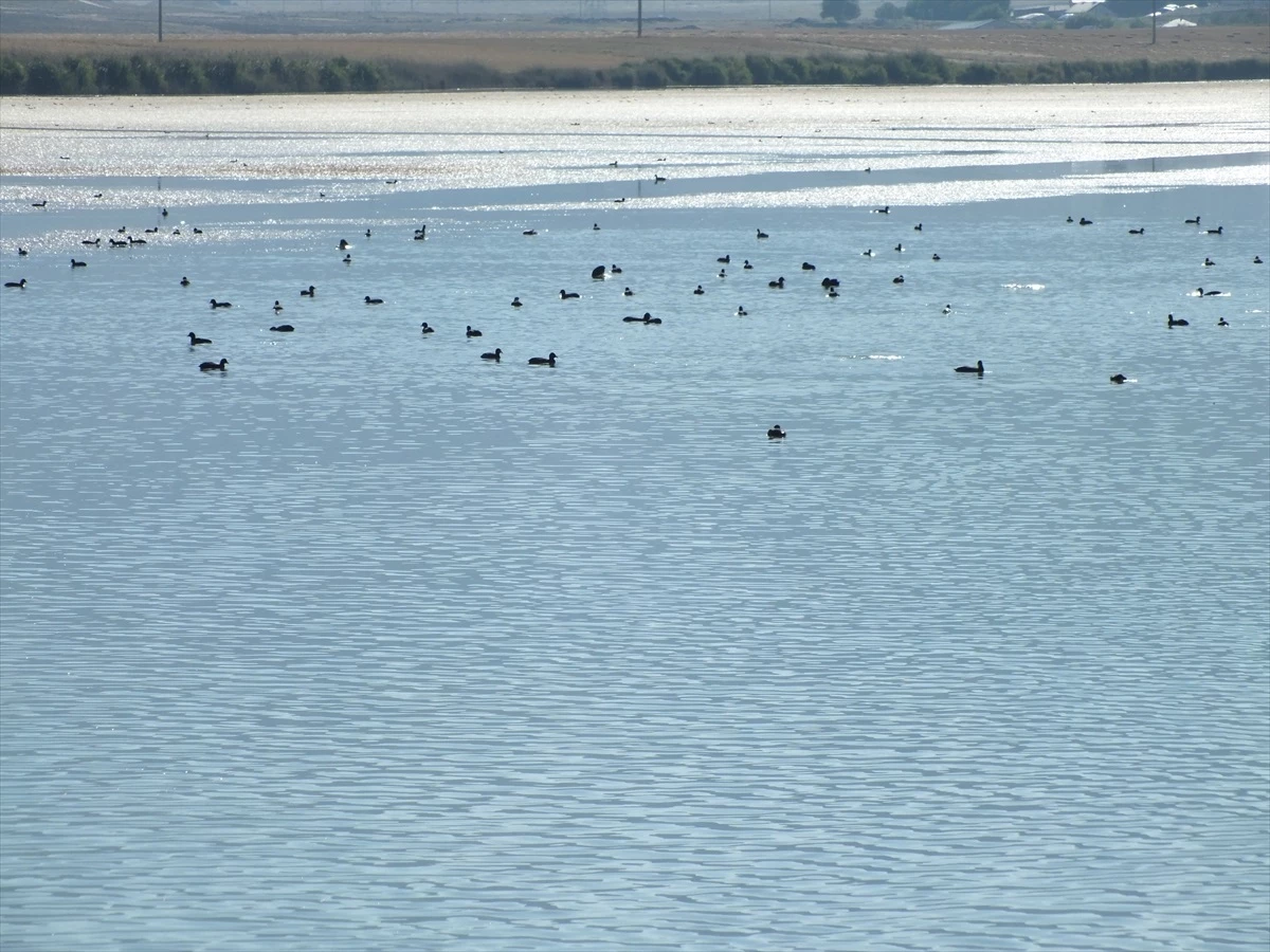 Sivas\'ın Ulaş ilçesindeki Ulaş Gölü, sakarmeke ve diğer yaban kuşlarına ev sahipliği yapıyor