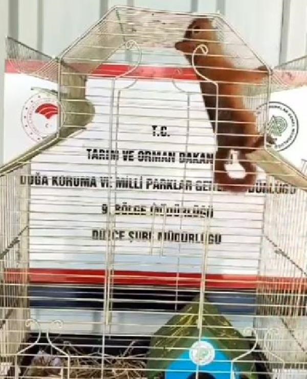 Yavru sincap kafa travması geçirdi, tedavi altına alındı