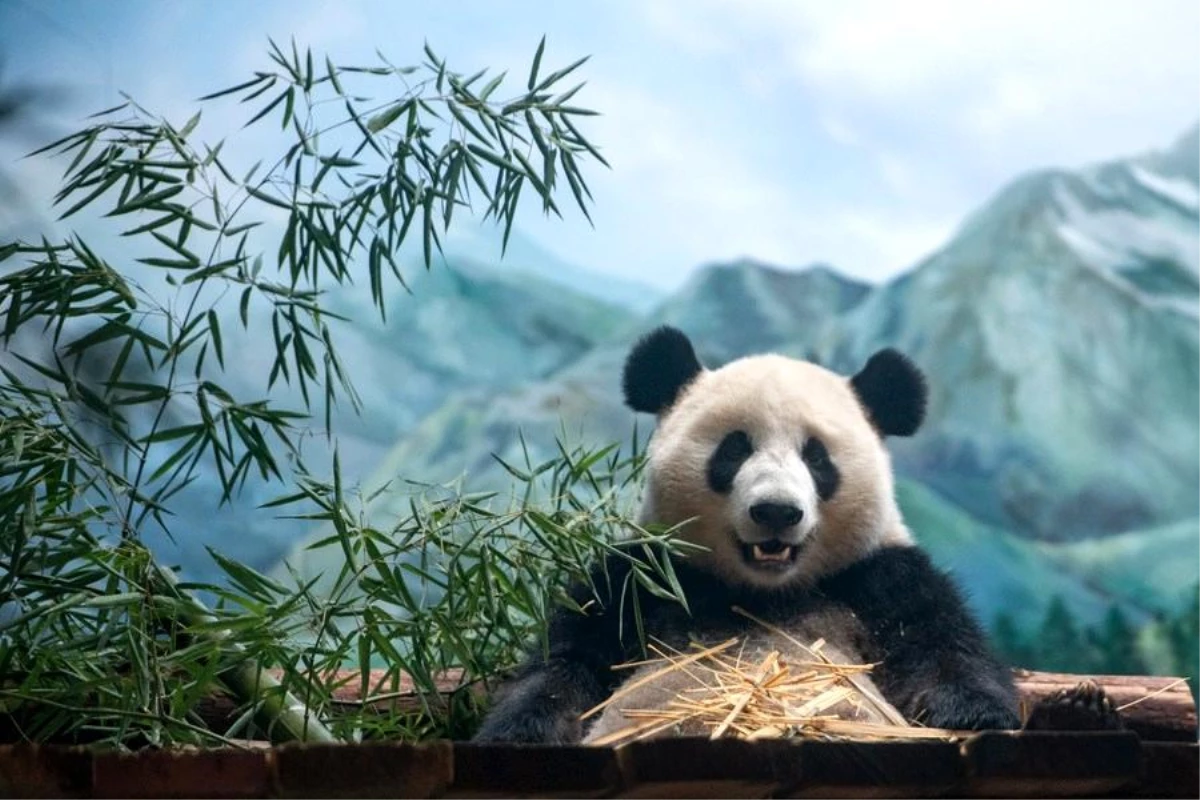 Wuhan Hayvanat Bahçesi\'ne İki Dev Panda Geldi