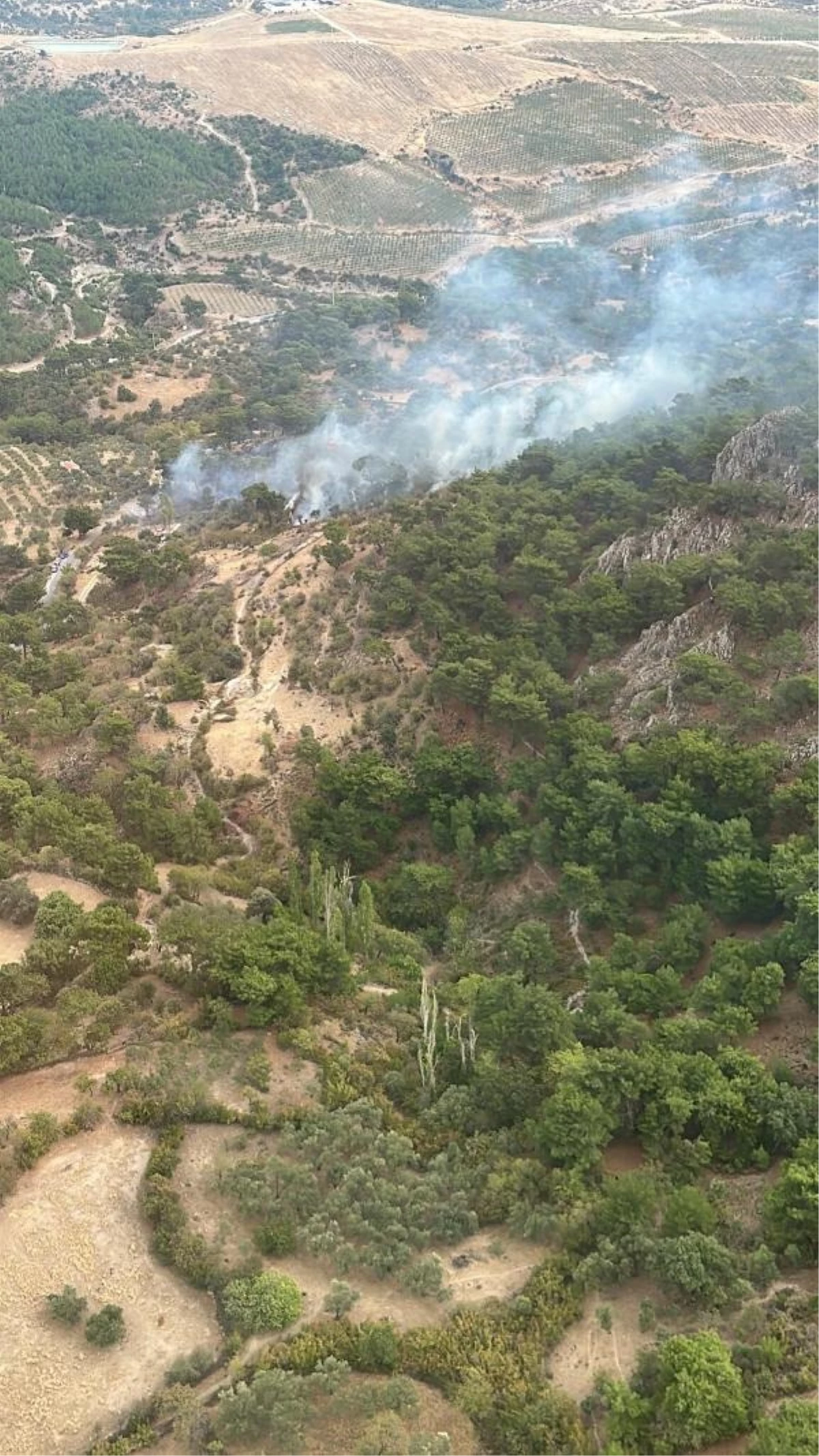 Bergama\'da çıkan orman yangını 2 saatte söndürüldü