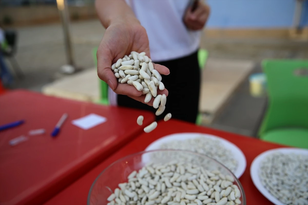 Bingöl\'de Yedisu Horoz Kuru Fasulyesi Festivali Düzenlendi