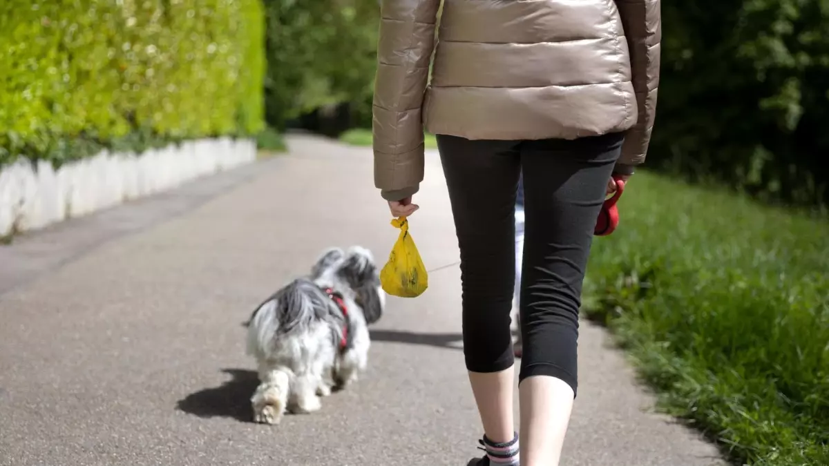 Hollanda\'da Köpek Dışkısıyla Mücadele için DNA Veri Tabanı Oluşturulacak