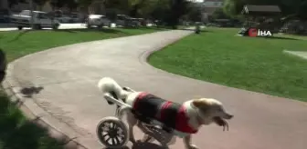 Köpeği felç kaldıktan sonra Müslüman oldu