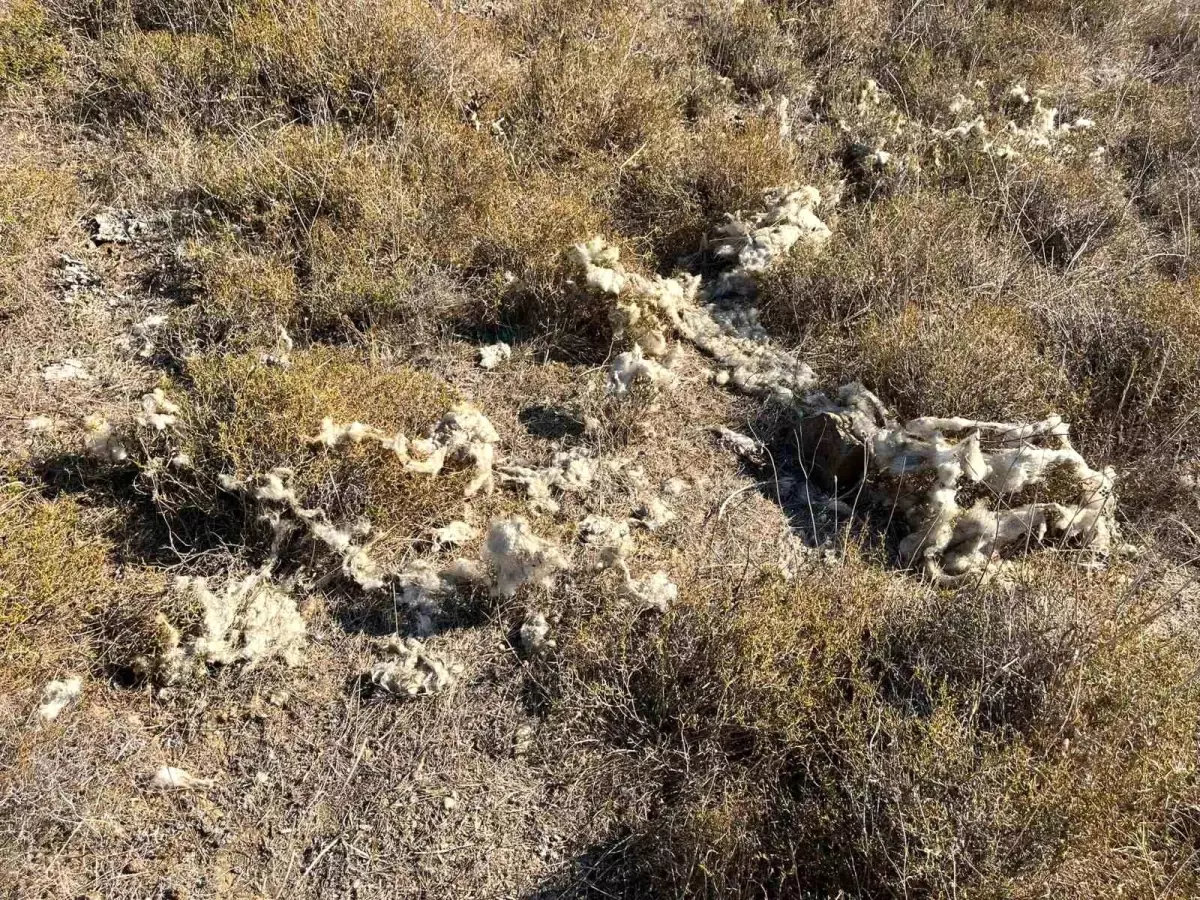 Sinop\'ta çakallar hayvanlara saldırıyor