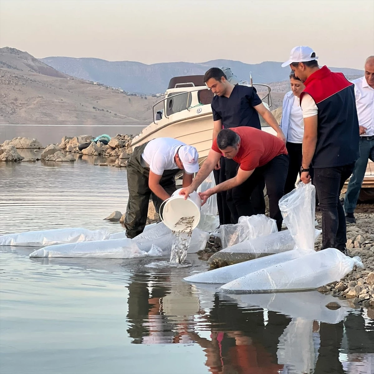 Şırnak\'ta Su Kaynaklarının Balıklandırılması Projesi kapsamında yavru sazan balığı bırakıldı