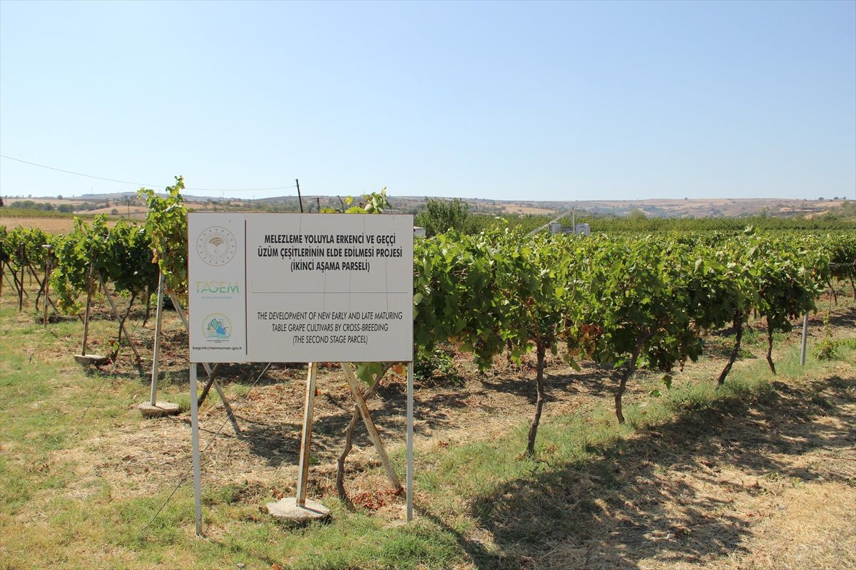 Tekirdağ\'da Saklıkara üzümü hasat için hazırlıklar başladı
