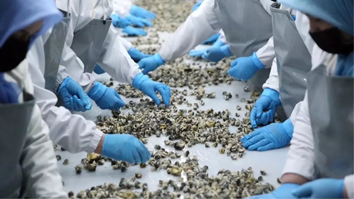 Türkiye\'den deniz salyangozu ihracatı yüzde 66 arttı