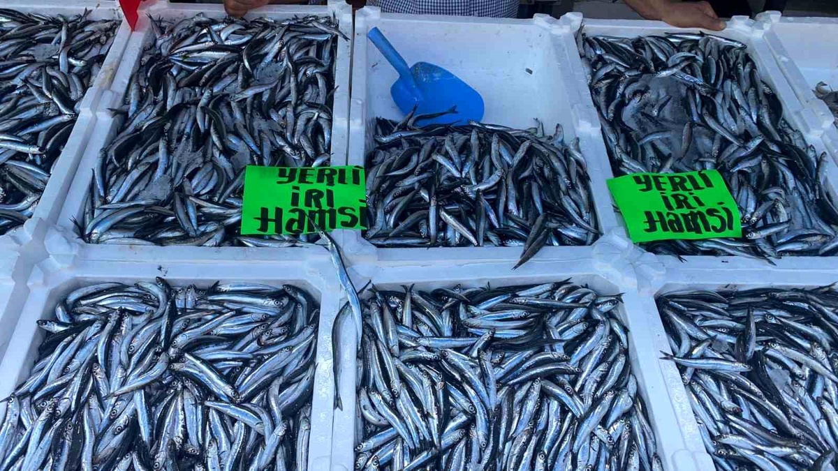 Zonguldak\'ta Hamsi Fiyatları Düşüşte