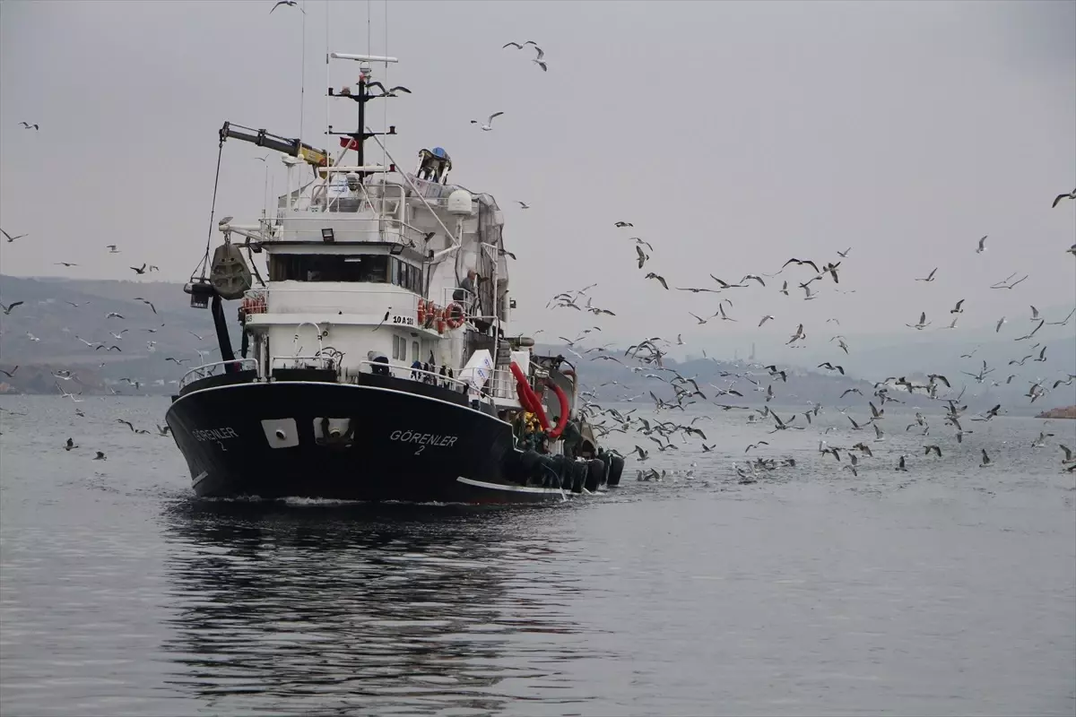 Bandırma'da balık bolluğu yaşanıyor