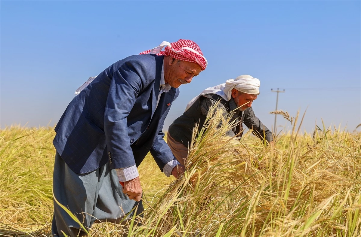 Diyarbakır\'da Karacadağ Pirinci Hasat Dönemi Başladı