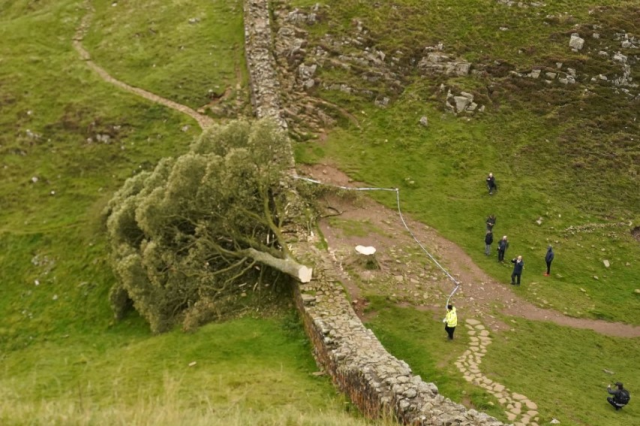 Dünyanın en ünlü 30 yıllık ağacı olan Çınar Gap Ağacı kimliği belirsiz kişilerde kesildi