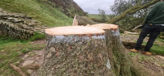 Dünyanın en ünlü 30 yıllık ağacı olan Çınar Gap Ağacı kimliği belirsiz kişilerde kesildi