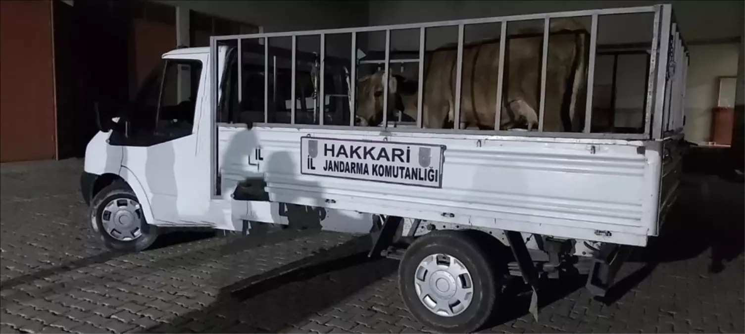 Hakkari\'de Jandarma Operasyonu: 49 Şüpheli Hakkında İşlem Yapıldı