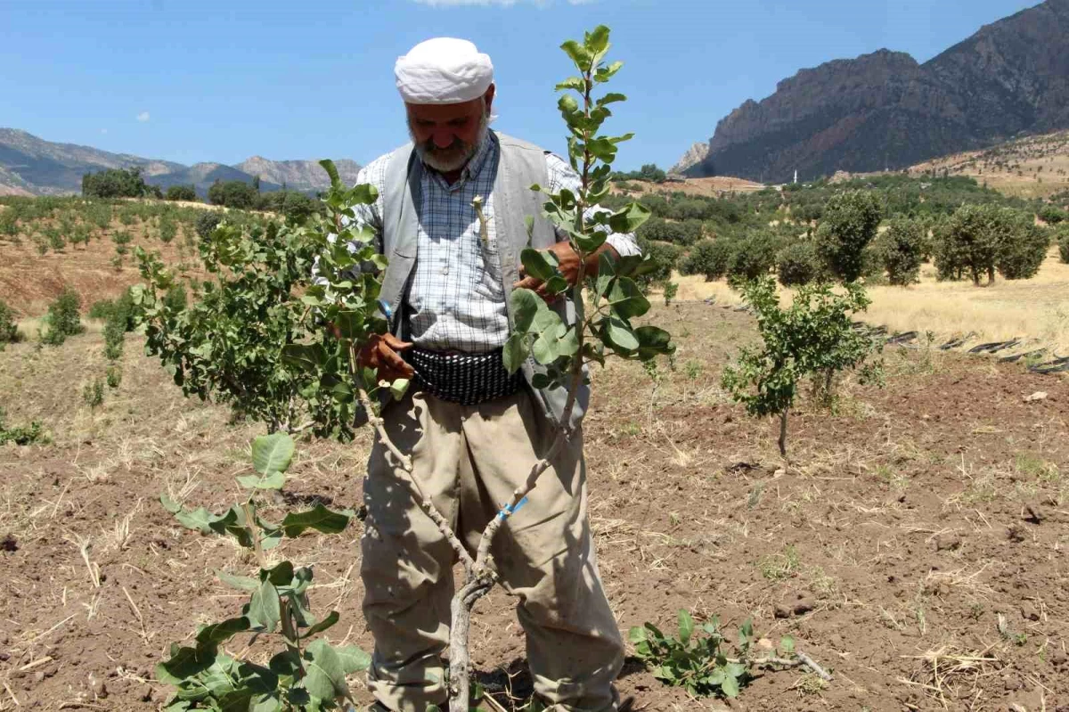 Şırnak\'ta Terk Edilen Köyler Fıstık Bahçeleriyle Yeniden Canlanıyor