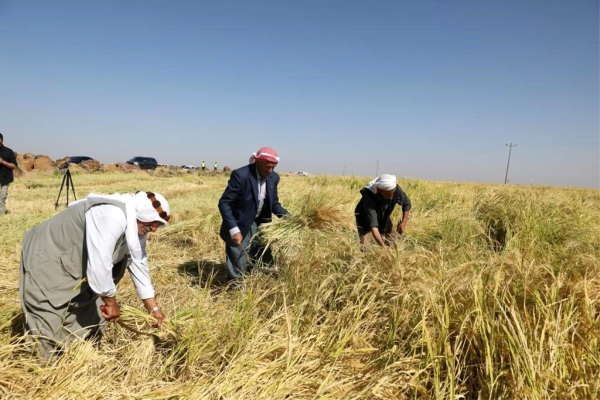 Diyarbakır\'da Karacadağ pirinci hasadı başladı