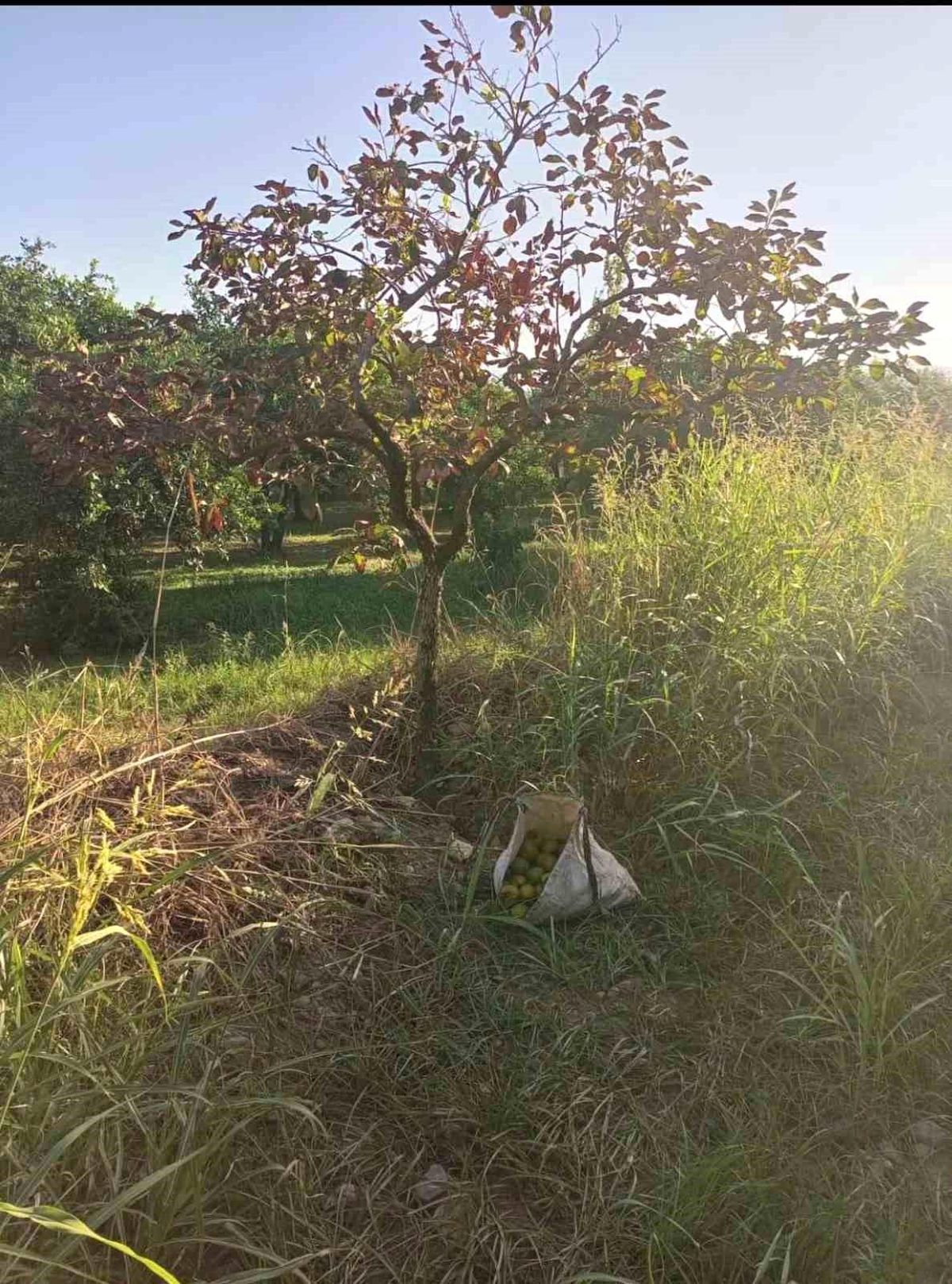 Aydın\'da Zeytin ve Cennet Hurması Hırsızları Yakalandı