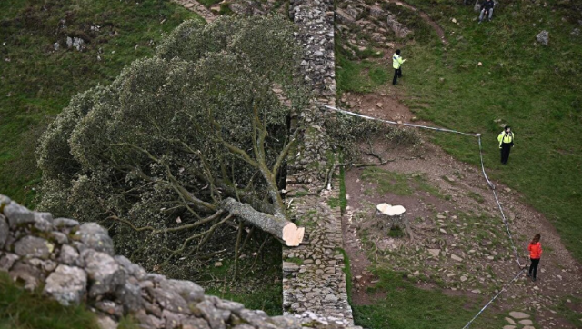 16 yaşındaki çocuk, Hollywood filmlerinde sahne alan İngiltere'nin en ünlü ağacını kesti