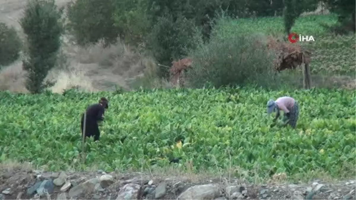 Bitlis\'te Kultik tütününün hasat ve kurutma dönemi başladı