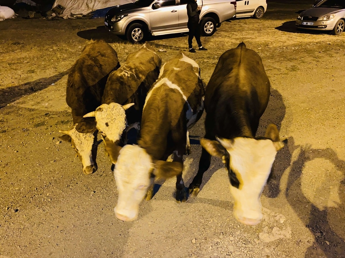 Ağrı\'da Çalınan 4 Büyükbaş Hayvan Bulundu, Şüpheli Gözaltına Alındı