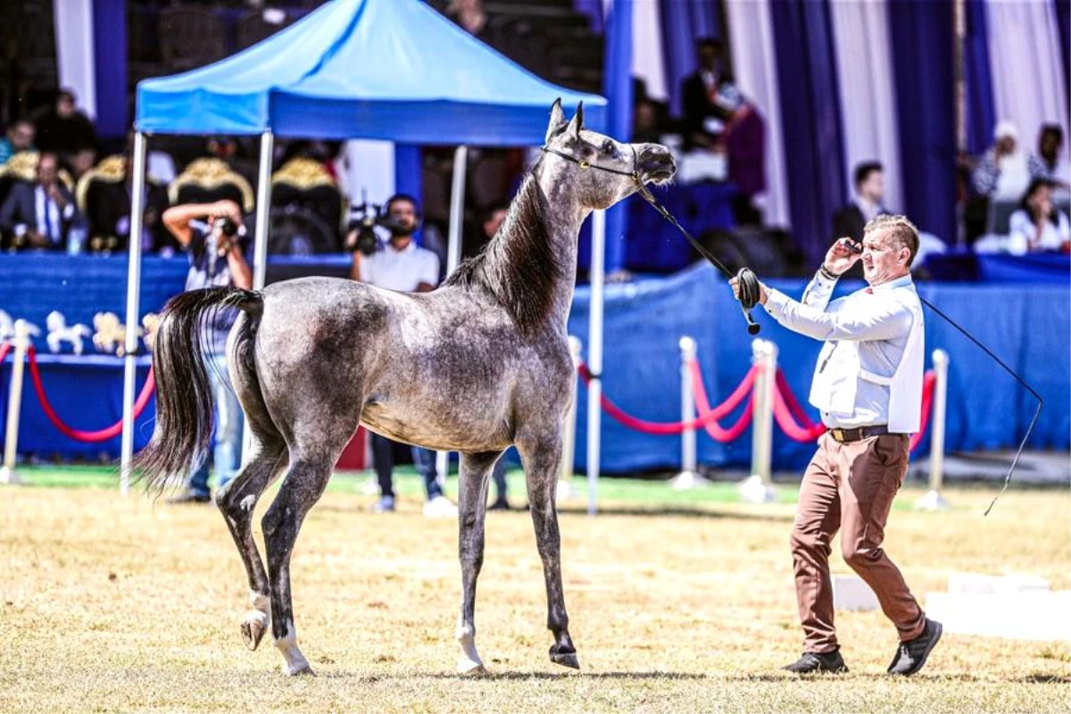 Mısır\'da Arap Atı Güzellik Yarışması Düzenlendi