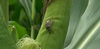 Kahverengi kokarca böceği fındık üretimini tehdit ediyor