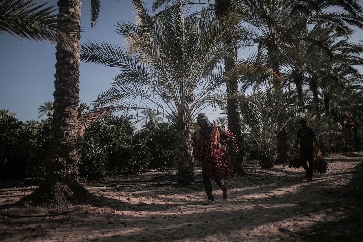 Gazze Şeridi\'nde Filistinli çiftçiler hurma hasadına başladı