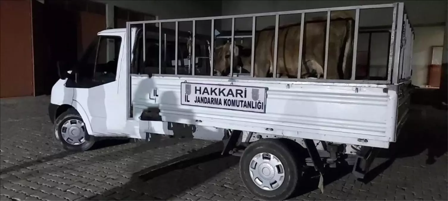 Hakkari\'de Jandarma Operasyonu: 49 Şüpheli Hakkında İşlem Yapıldı