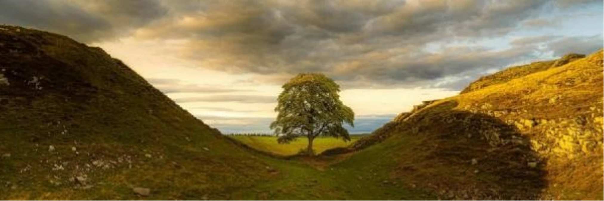 İngiltere\'de sembol haline gelen 300 yıllık ağaç kesildi
