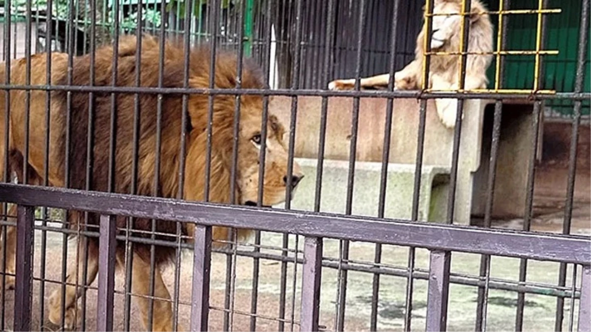 Japonya\'daki safari parkta aslanın saldırdığı hayvan bakıcısı öldü 
