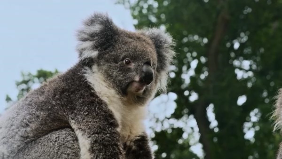 Türk Hava Yolları, nesli tükenme tehlikesi altındaki koalayı İngiltere\'ye taşıdı