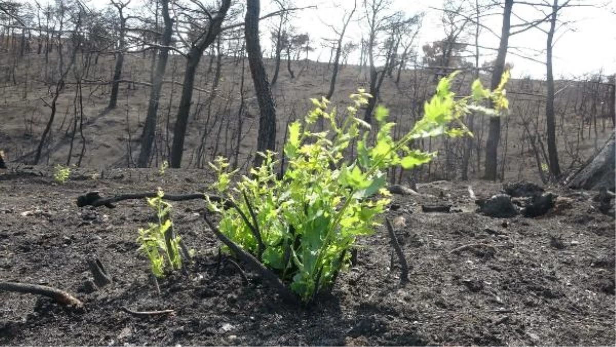 Çanakkale\'deki Yangın Sonrası Bitki Örtüsü Yeniden Yeşermeye Başladı