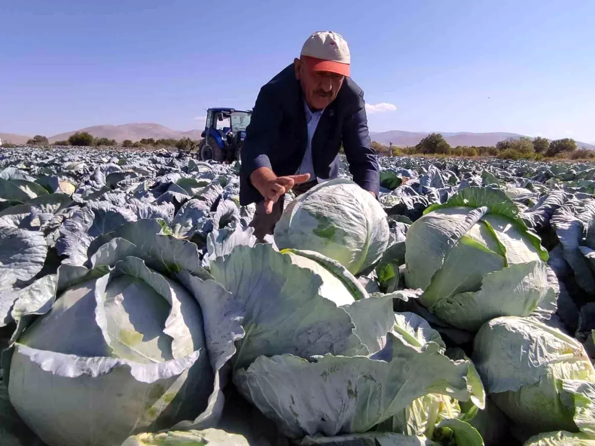 Niğde\'de Beyaz Lahananın Verimli Hasadı