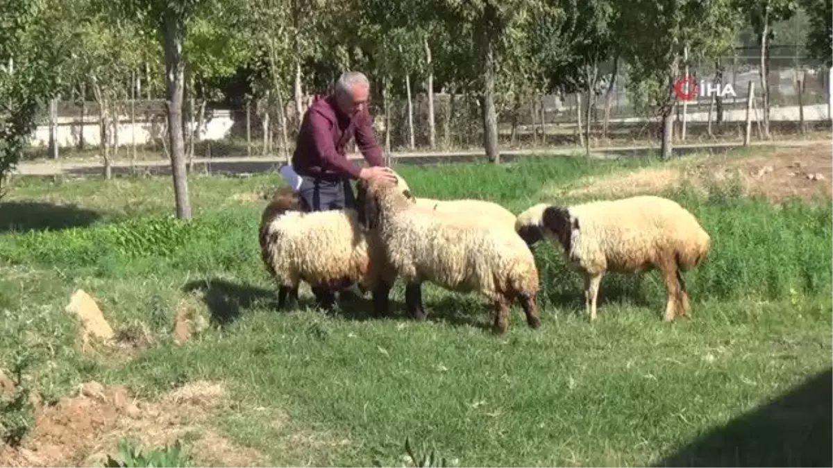 Okulun bahçesinde kalan kuzular öğrencilerin Maskotu oldu