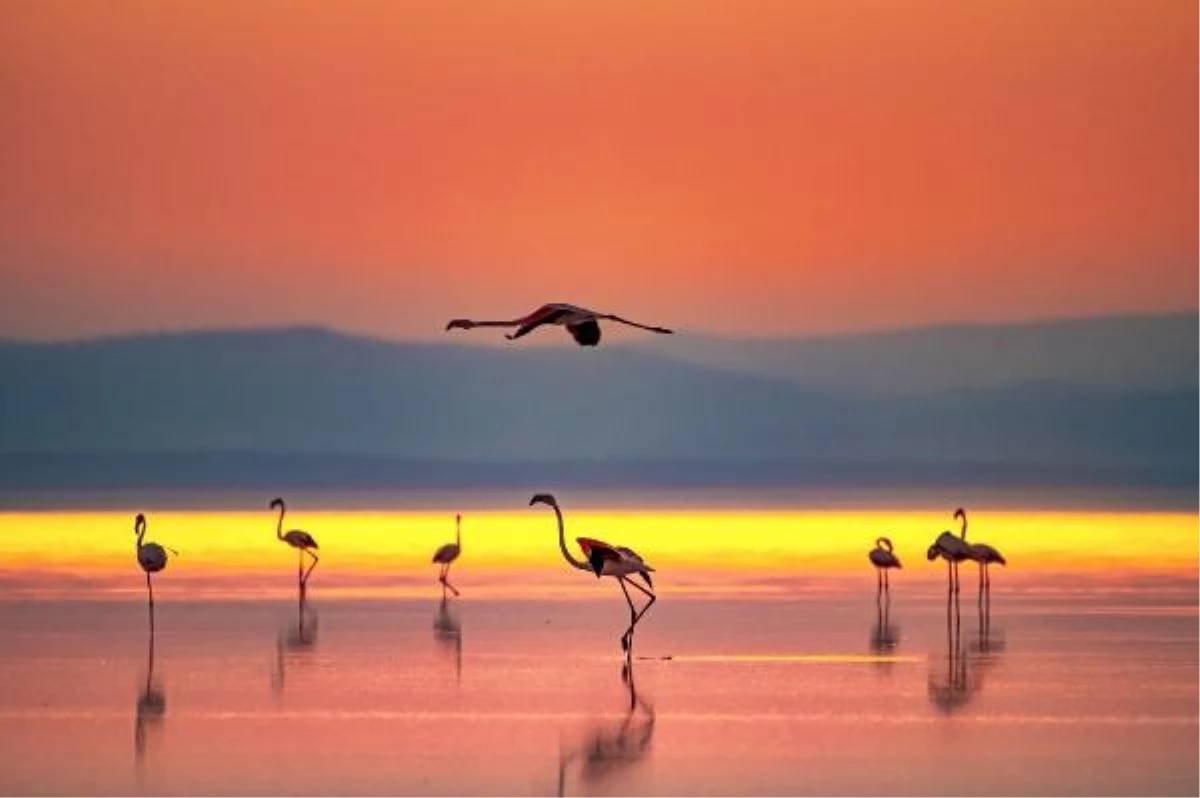 Tuz Gölü\'nde Flamingoların Göçü Başladı