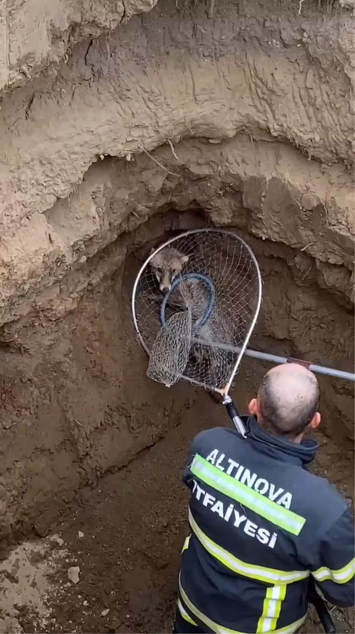 Yalova\'da Çukura Düşen Tilkı İtfaiye Ekipleri Tarafından Kurtarıldı