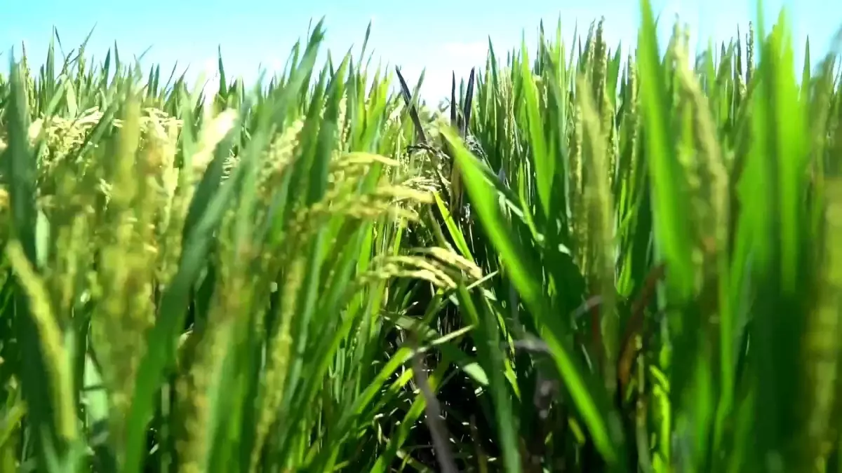 Çin\'de Tuzlu-Alkali Topraklarda Verimli Hasat