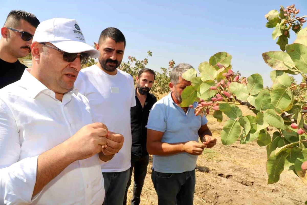 Diyarbakır Büyükşehir Belediyesi Genel Sekreteri Fıstık Hasadı Etkinliğine Katıldı