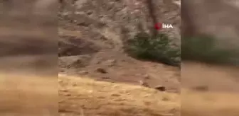 Diyarbakır'da yaban keçileri görüntülendi