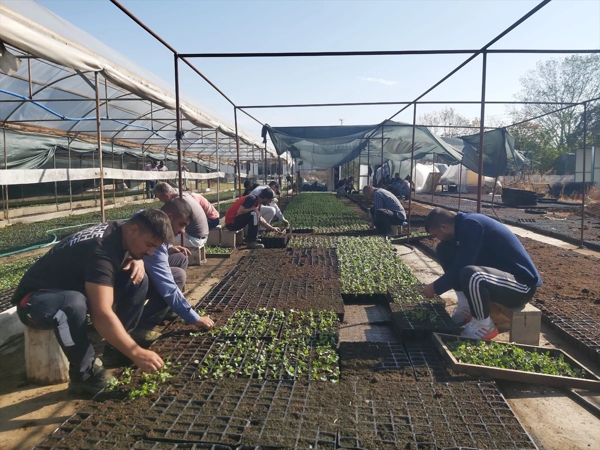 Edirne Belediyesi 300 Bin Mevsimlik Çiçek Yetiştiriyor