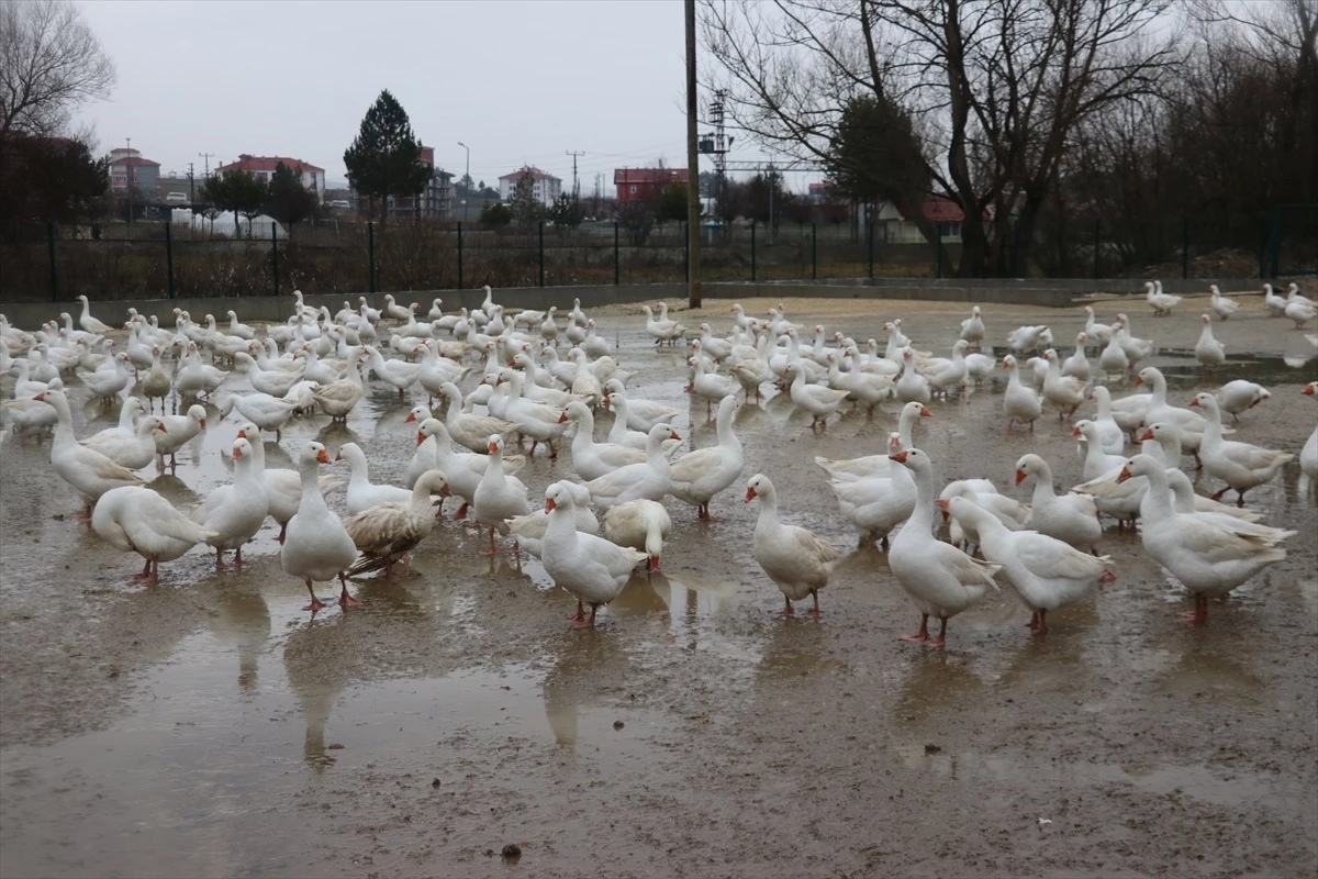 Eflani Belediyesi, çiftçilerin kaz yumurtası ve kaz yavrusu ihtiyaçlarını karşılamaya devam edecek