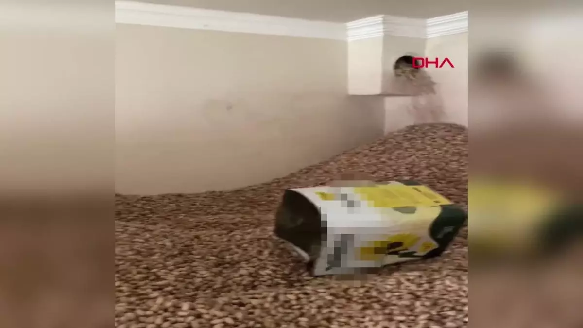 Siirt\'te Fıstık Deposuna Giren Kişi, Yüzen ve Kapukları Tükürdü