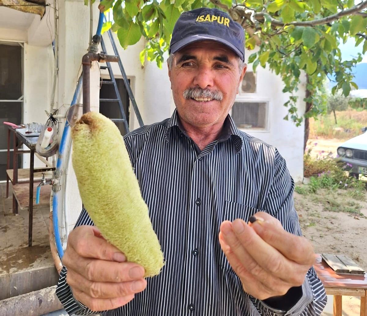 Manisa\'da Üzüm Üreticisi Lif Kabağından Bol Ürün Aldı