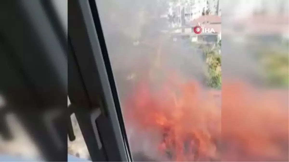 Yangında yavrularını kaybeden anne kedinin acı hikayesi