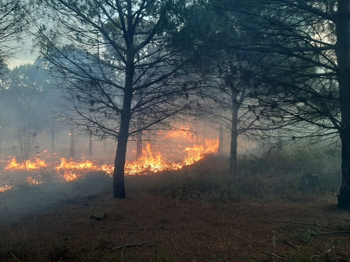 Çanakkale\'de Orman Yangını Kontrol Altına Alındı