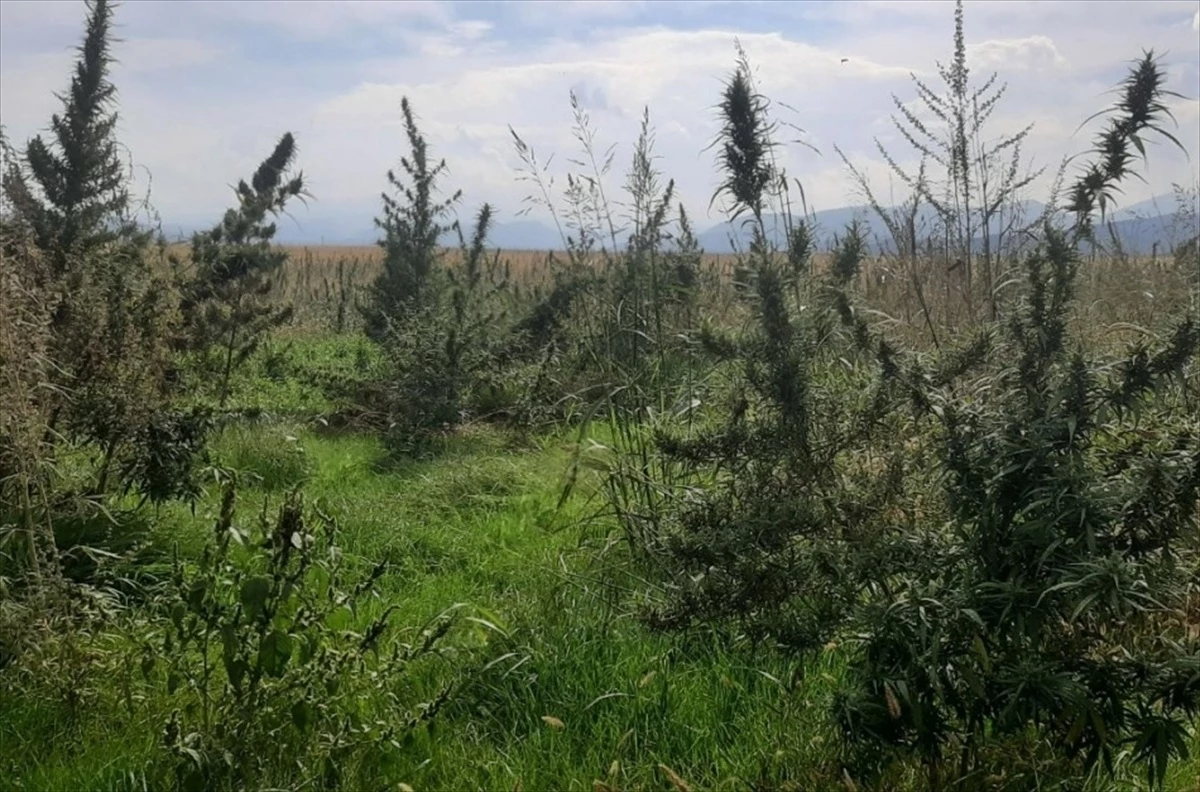 Azerbaycan\'ın Karabağ bölgesinde Hint keneviri ekili tarla bulundu
