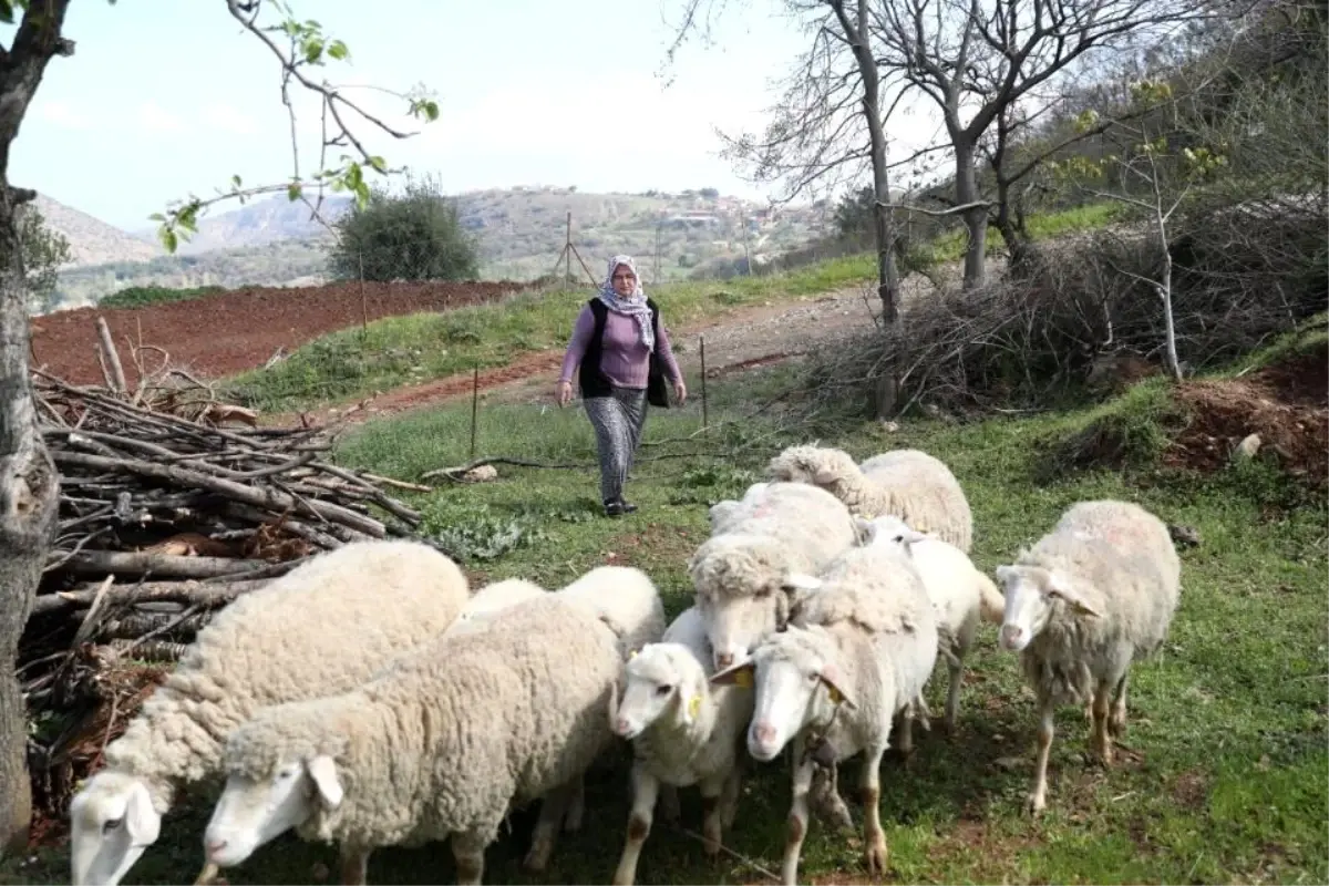 Merkezefendi Belediyesi Kadın Üreticilere Hayvan ve Yem Desteği Başvurularını Uzattı